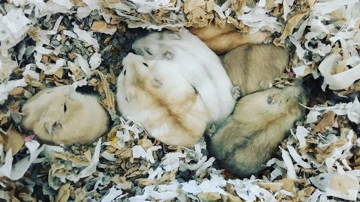 Pet Store «Petland Plano», reviews and photos, 1301 Custer Rd #405, Plano, TX 75075, USA