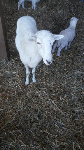 Wedding Venue «Rancho Alegre Farm», reviews and photos, 2225 Givens Rd, Dacula, GA 30019, USA