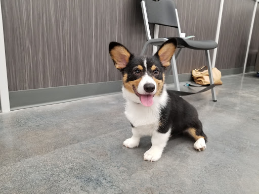 Pet Supply Store «Pet Supplies Plus», reviews and photos, 191 Alps Rd Suite 15, Athens, GA 30606, USA