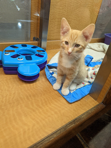 Pet Store «Animal Ark», reviews and photos, 175 S 500 E St, American Fork, UT 84003, USA