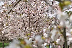 Cherry Blossom Scarborough image