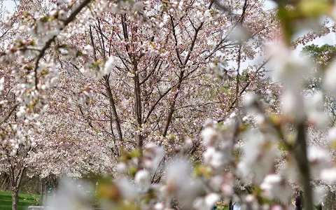 Cherry Blossom Scarborough image