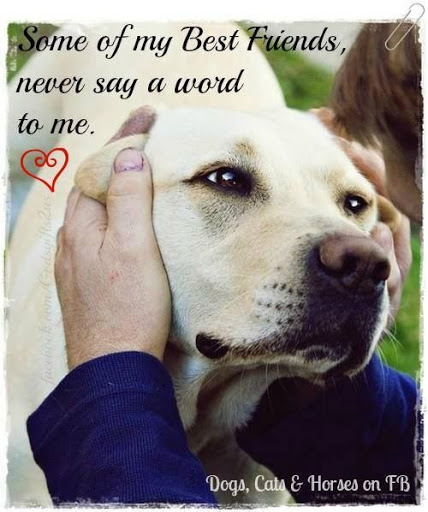 Animal Hospital «Lifetime Pet Center- Williamsburg», reviews and photos, 3070 Old State Rte 32, Batavia, OH 45103, USA