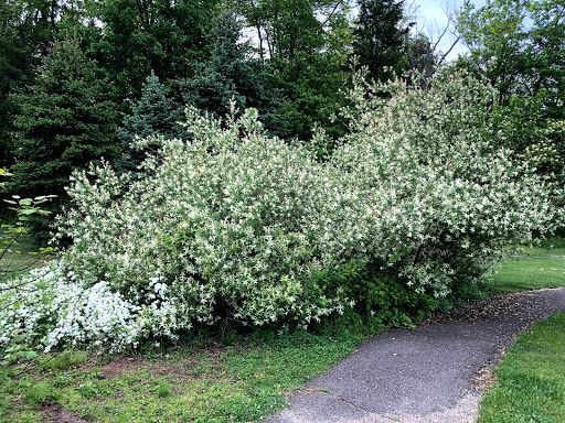 Park «Beech Woods Park», reviews and photos, 137 Beekman Rd, Kendall Park, NJ 08824, USA