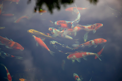 Pond Fish Supplier «The Funky Koi. Pet, Pond, Water Garden, Equine and Farm Supplies», reviews and photos, 41 Porter St, Berkley, MA 02779, USA