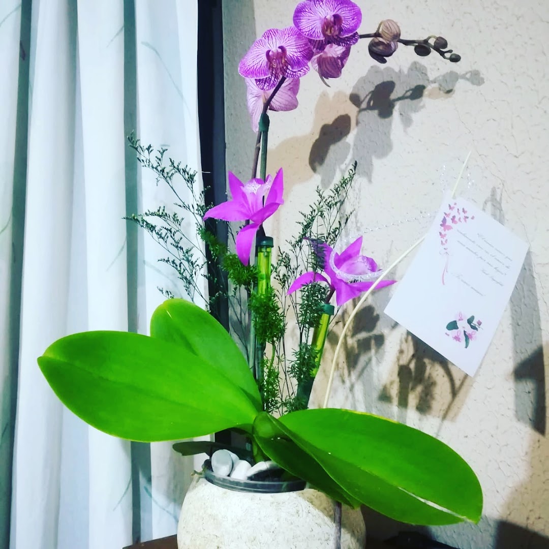 Orquídeas Flor de Mayo