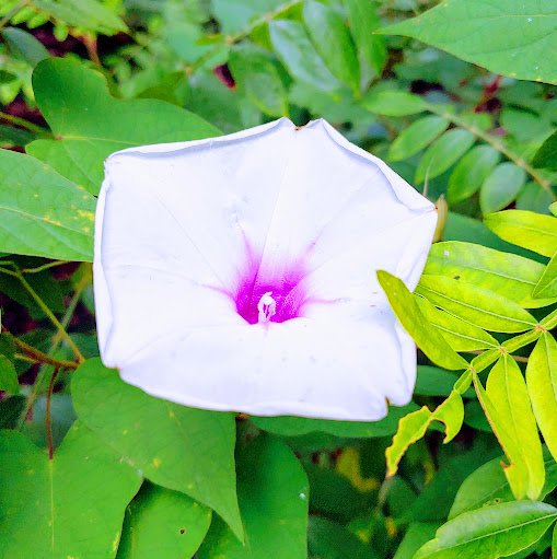 National Park «Kings Mountain National Military Park», reviews and photos, 2625 Park Rd, Blacksburg, SC 29702, USA