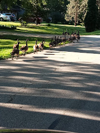 Whitmore Ace Hardware - Photo 8 - Car repair in Joliet, IL, Joliet