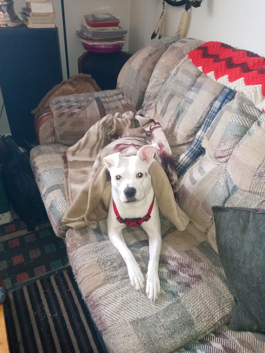 Pet Supply Store «Pet Supplies Plus», reviews and photos, 6030 S Pennsylvania Ave, Lansing, MI 48911, USA