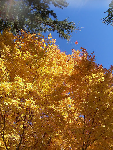 Park «Clyde Beach Park», reviews and photos, 2 92nd Ave NE, Bellevue, WA 98004, USA