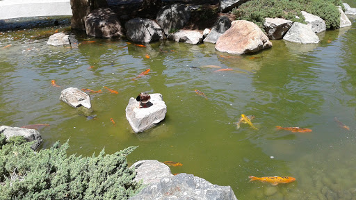 Park «Margaret T. Hance Park», reviews and photos, 67 W Culver St, Phoenix, AZ 85003, USA