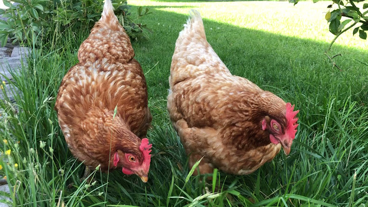 Vidéos Chambre d'hôtes La Kefoise 62740 Fouquières-lès-Lens