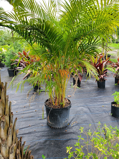 Palm Gardens Nursery