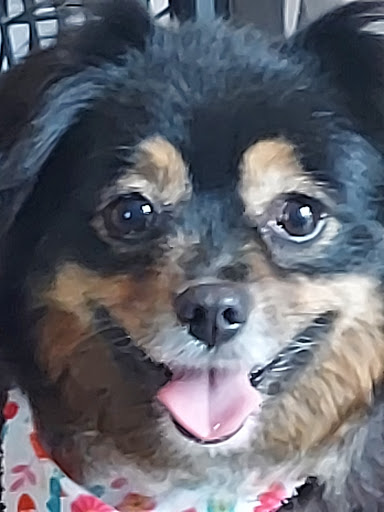 Pet Groomer «U Dirty Dog», reviews and photos, 232 Stevens Entry, Peachtree City, GA 30269, USA