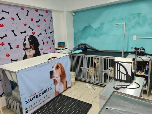 Clinica Veterinaria Moshe Bulls (veterinaria 24 horas)