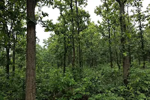 Mtps Gangajalghati Forest image