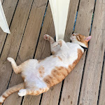 Photo n°5 de l'avis de Valentina.a fait le 28/08/2022 à 11:31 sur le  Torre Beach à Capaccio Paestum