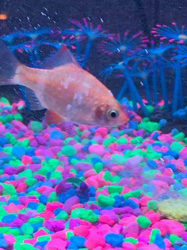 Pet Store «Southside Pet Shop», reviews and photos, 7031 Southside Dr, Louisville, KY 40214, USA