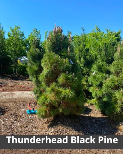 Landscaping Supply Store «Kirkwood Gardens», reviews and photos, 2701 Barrett Station Rd, Ballwin, MO 63021, USA