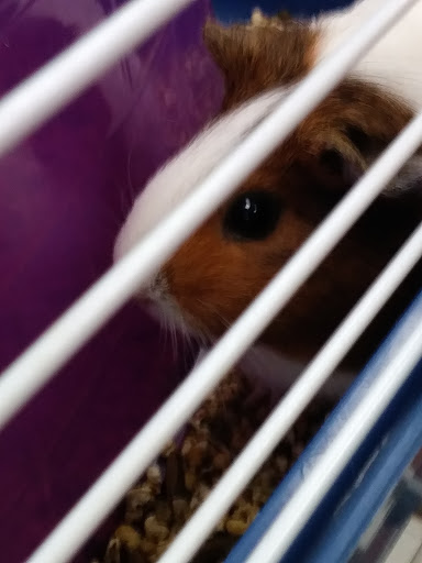 Pet Store «Last Place on Earth Pet Store», reviews and photos, 1461 E Franklin Blvd, Gastonia, NC 28054, USA