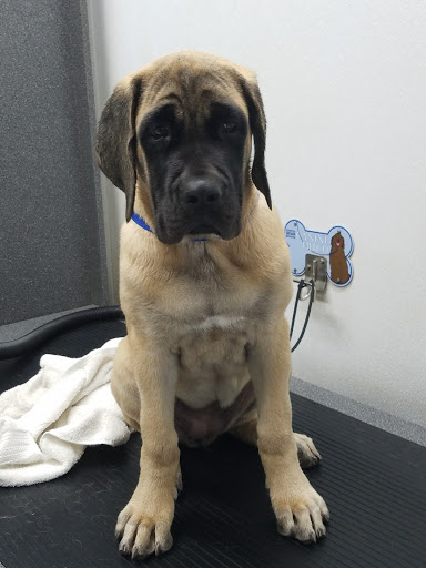 Pet Supply Store «Bark Avenue», reviews and photos, 4781 Granite Dr, Rocklin, CA 95677, USA