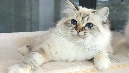 Chatterie Les Saphirs Éternels de Lao-Tsun : Chat Sacré de Birmanie