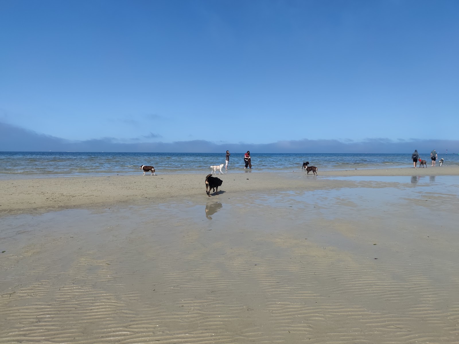 Altona Beach Dog Off的照片 具有非常干净级别的清洁度