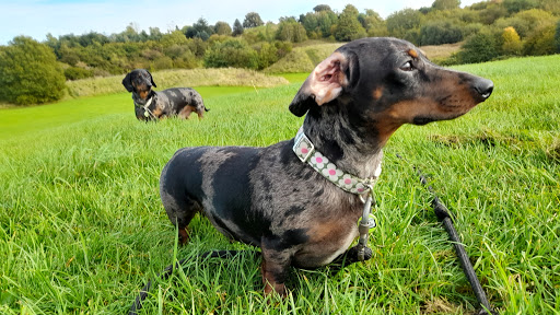 Happy Paws Leeds Dog Walks