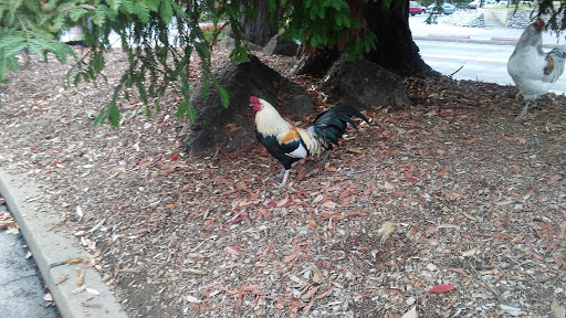 Park «Fair Oaks Recreation & Park District Office», reviews and photos, 4150 Temescal St, Fair Oaks, CA 95628, USA