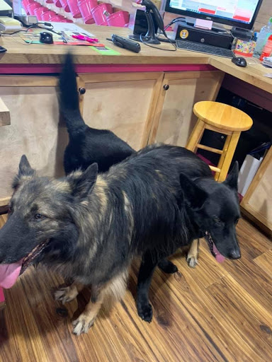 Pet Groomer «Woof Gang Bakery Rockwall», reviews and photos, 832 Steger Towne Rd, Rockwall, TX 75032, USA