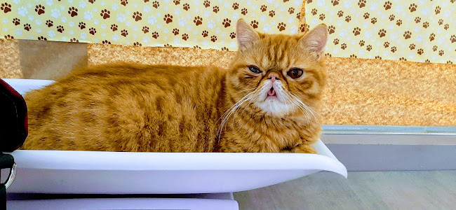 Clínica Veterinaria Proyecto Pet - FEAR FREE (Urgencias Diurnas )