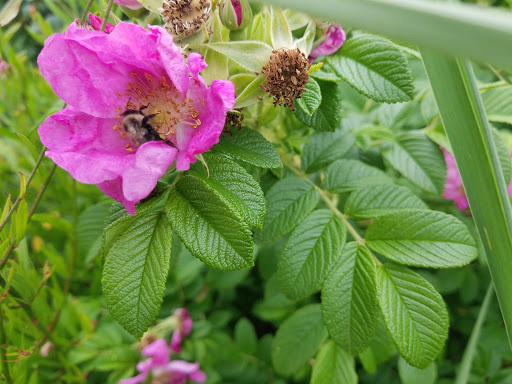 Park «Carl Schurz Park», reviews and photos, East 86th Street & East End Ave, New York, NY 10028, USA