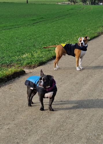 Hundeschule In Dogs We Trust