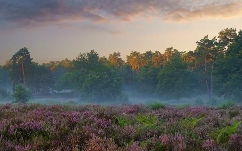 Wahner Heide image