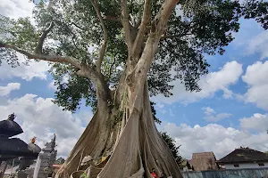 Bayan Ancient Tree image