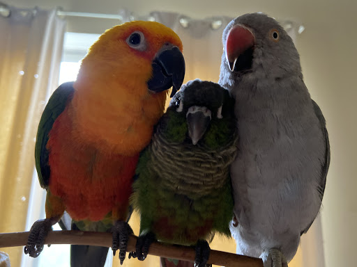 Pet Store «Discount Pet & Supplies», reviews and photos, 16320 Middlebelt Rd, Livonia, MI 48154, USA