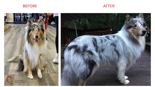 Pet Supply Store «All Island Pet Supplies», reviews and photos, 1177 Middle Country Rd, Middle Island, NY 11953, USA