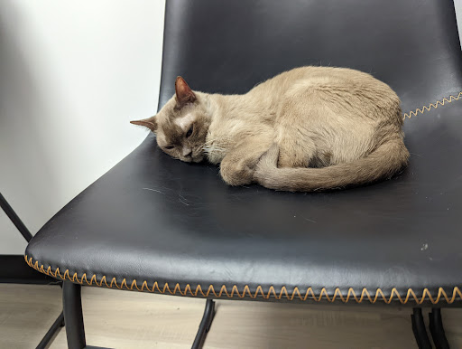 Pet Supply Store «Pet Club Cave Creek», reviews and photos, 4725 E Carefree Hwy, Cave Creek, AZ 85331, USA