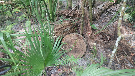 Park «Big Tree Park», reviews and photos, 761 General Hutchison Pkwy, Longwood, FL 32750, USA