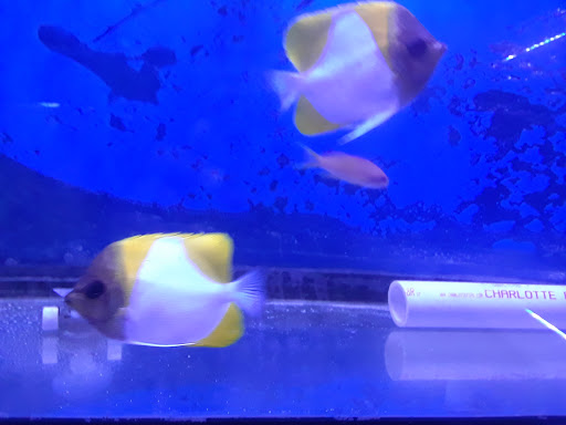 Tropical Fish Store «Aquarium Boutique», reviews and photos, 9035 Garland Rd, Dallas, TX 75218, USA