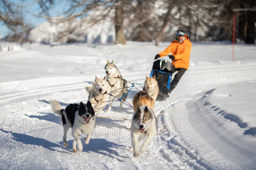 attractions Chiens de traîneau Hautes-Alpes Mushing Addict Les Vigneaux