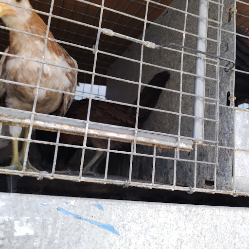 Animal Feed Store «Whittier Feed Store», reviews and photos, 12618 Penn St, Whittier, CA 90602, USA