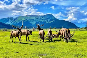 Alaska Wildlife Conservation Center image