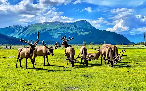 Alaska Wildlife Conservation Center image