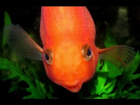 Pet Store «Appalachian Pets and Supplies», reviews and photos, 221 Locust St, Spruce Pine, NC 28777, USA