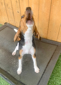 The Diggs at Paws & Claws - Photo 5 - Car repair in Wilmington, NC, Wilmington