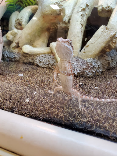 Pet Supply Store «PetSmart», reviews and photos, 1621 E Monte Vista Ave b, Vacaville, CA 95688, USA