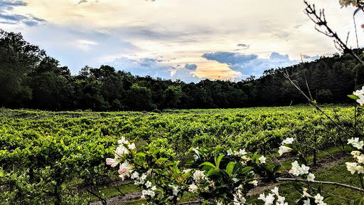 Winery «Falconer Vineyards», reviews and photos, 3572 Old Tyler Rd, Red Wing, MN 55066, USA