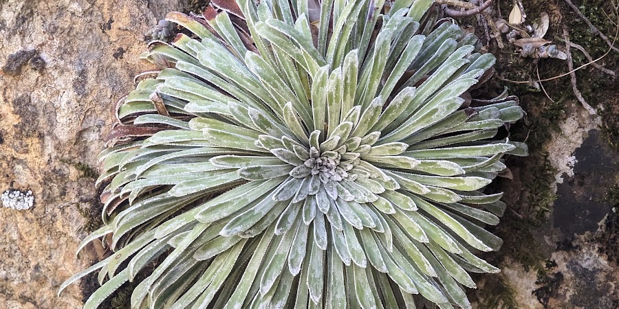 Foto 1 de la reseña de Euken Huerta