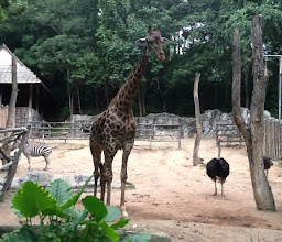 โซนสัตว์แอฟริกา African Animal photo